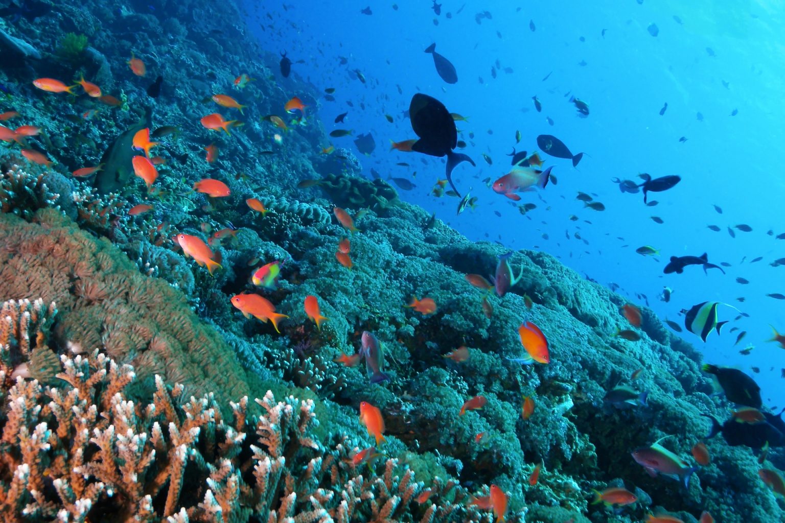 生物多様性の意味